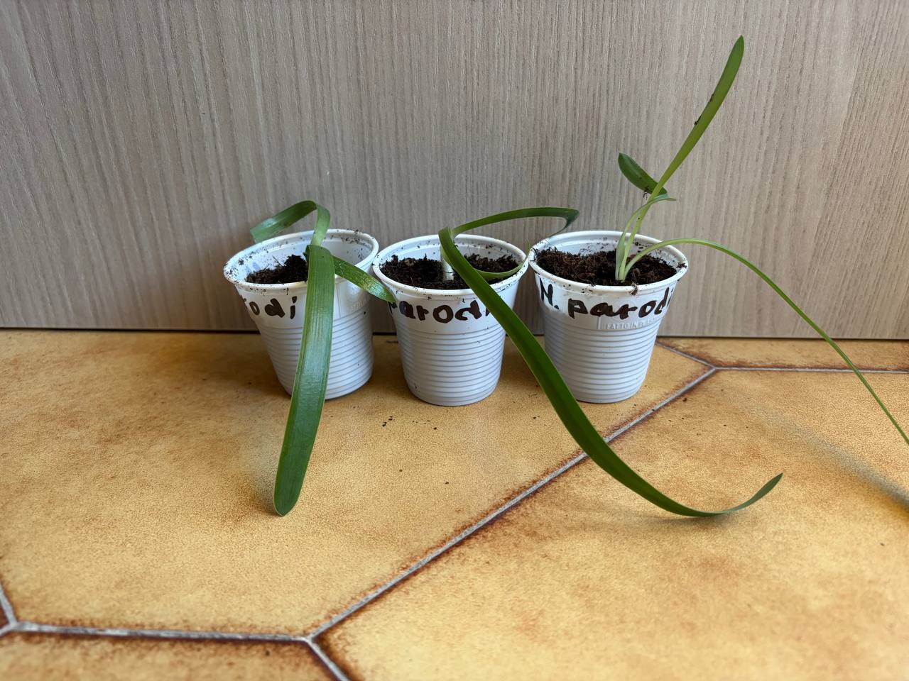 Hippeastrum parodii 1 bulb. - Image 2