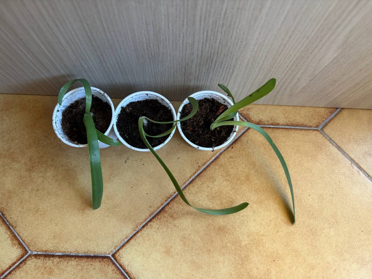 Hippeastrum parodii 1 bulb. - Image 3