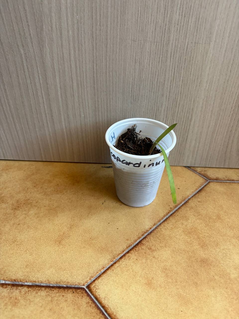 Hippeastrum leucopardinum 1 bulb. - Image 6