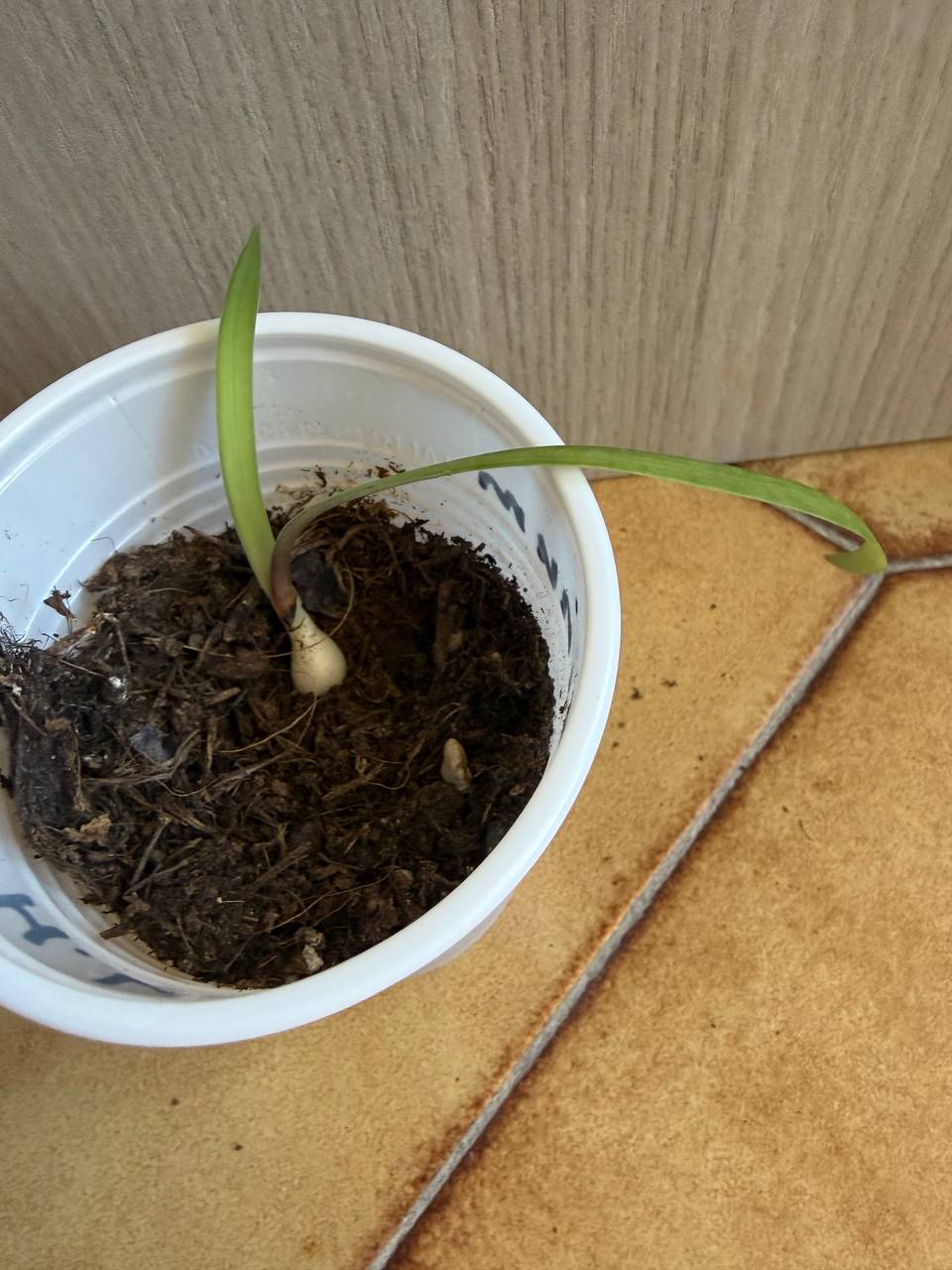 Hippeastrum leucopardinum 1 bulb. - Image 7