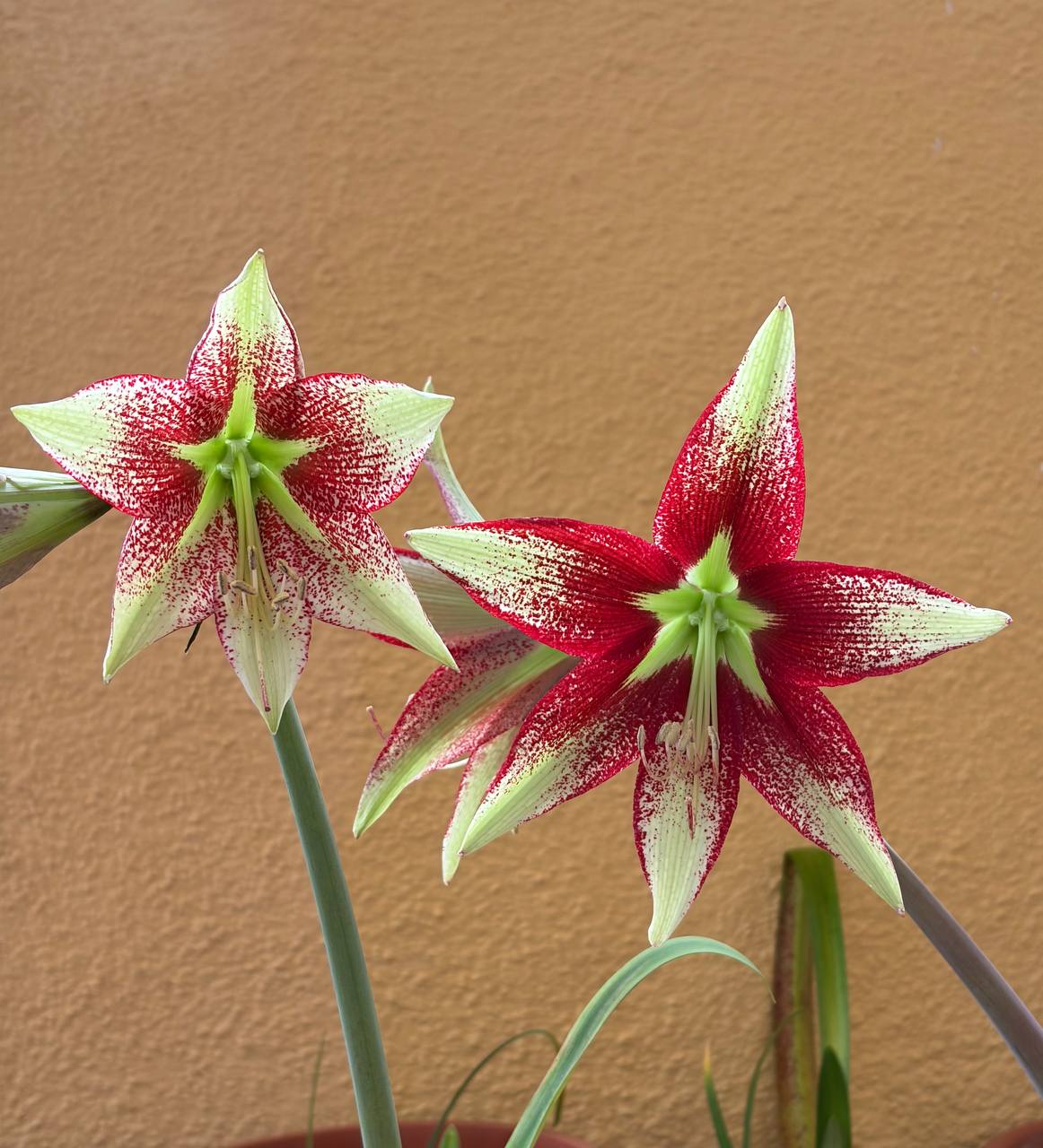 Hippeastrum leucopardinum 1 bulb. - Image 4
