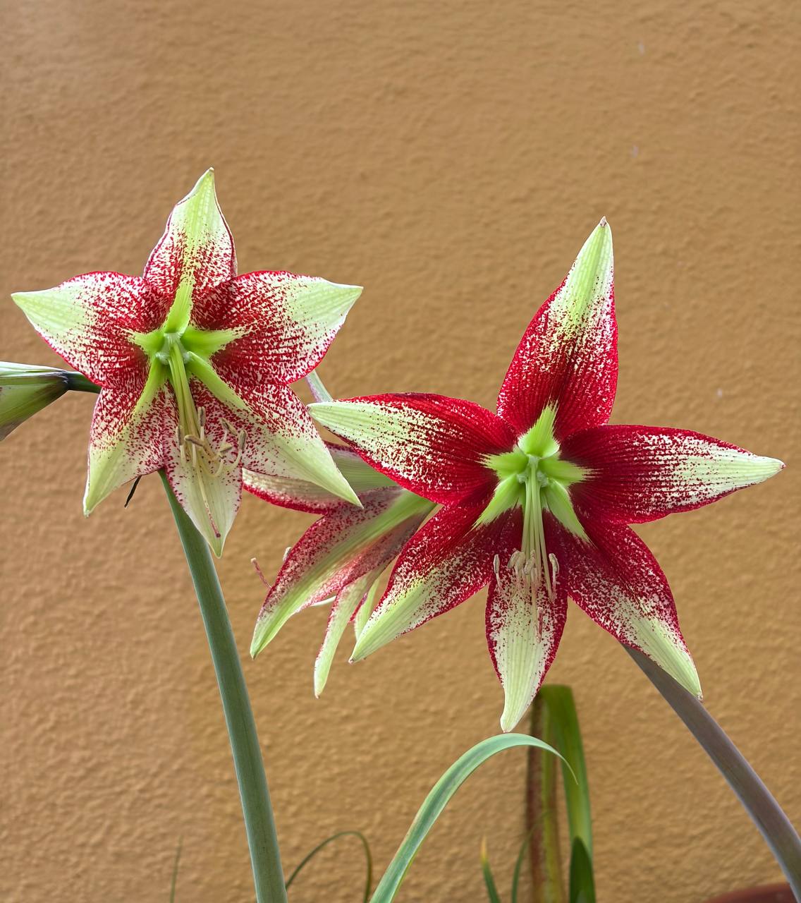 Hippeastrum leucopardinum 1 bulb. - Image 3