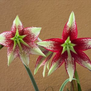 Alternative view of Hippeastrum leucopardinum 1 bulb.