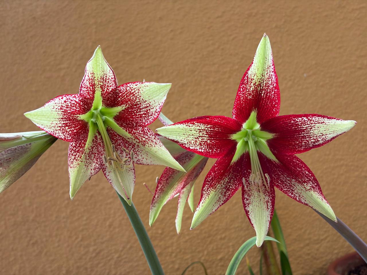 Hippeastrum leucopardinum 1 bulb. - Image 2