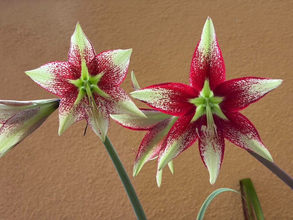 Hippeastrum leucopardinum 1 bulb.