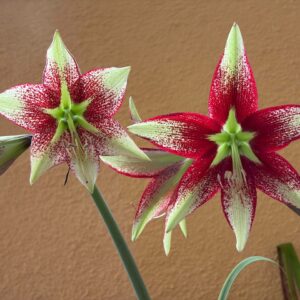 Hippeastrum leucopardinum 1 bulb.