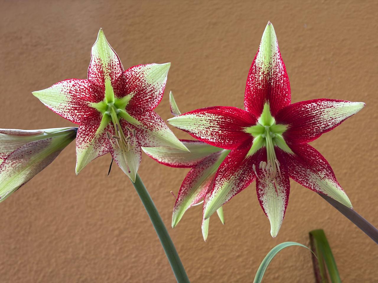 Hippeastrum leucopardinum 1 bulb.