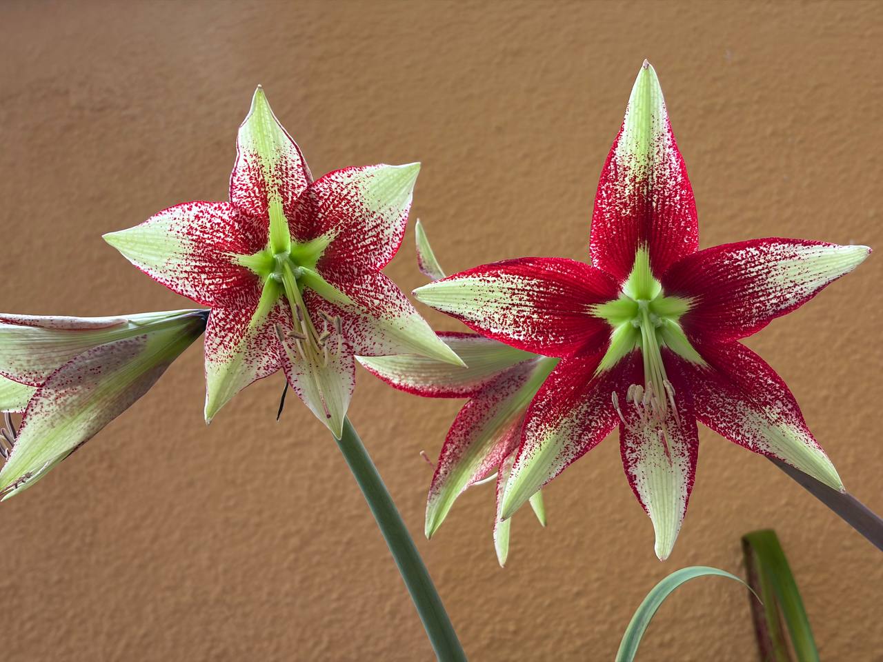 Hippeastrum leucopardinum 1 bulb. - Image 5