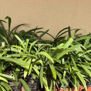 Hippeastrum hybrids MIX - 10 bulb about 2-3cm in Diameter MIX Seedlings