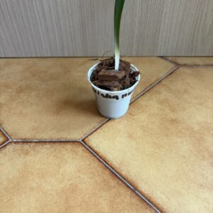 Alternative view of hippeastrum paquichanum 1 bulb.