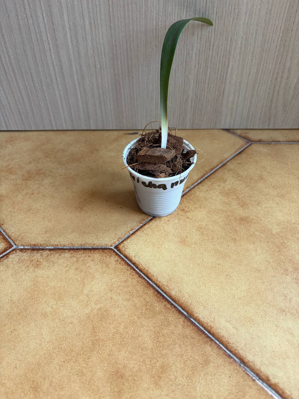 hippeastrum paquichanum 1 bulb. - Image 2