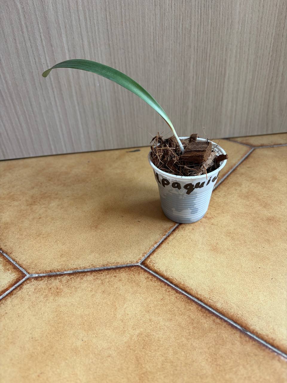 hippeastrum paquichanum 1 bulb. - Image 3