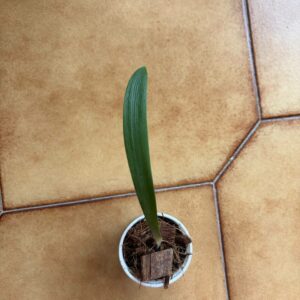 hippeastrum paquichanum 1 bulb.