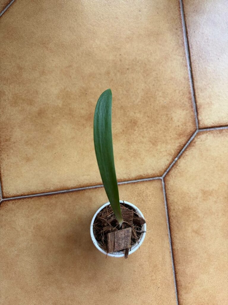 hippeastrum paquichanum 1 bulb.