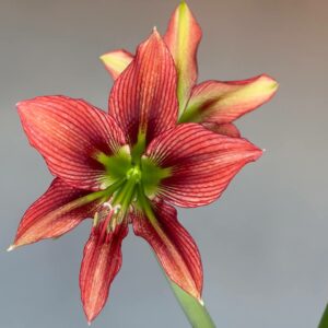 Alternative view of Hippeastrum  AP- 4 x lapacense 10 seeds.