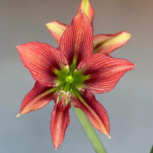 Hippeastrum AP- 4 x lapacense 10 seeds.