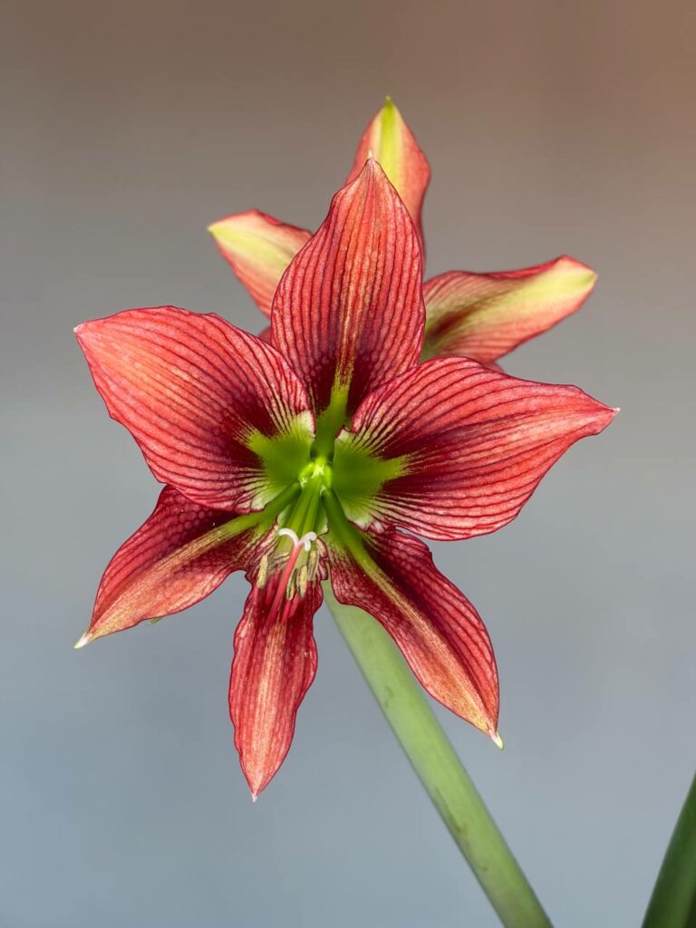 Hippeastrum  AP- 4 x lapacense 10 seeds.