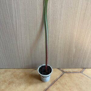 Hippeastrum mollevillquense 1 bulb.