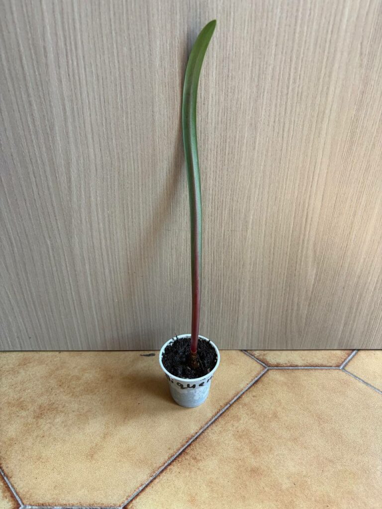 Hippeastrum mollevillquense 1 bulb.