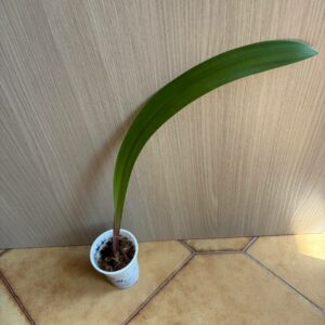 Alternative view of Hippeastrum stylosum 1 bulb.