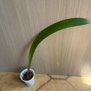 Hippeastrum stylosum 1 bulb.