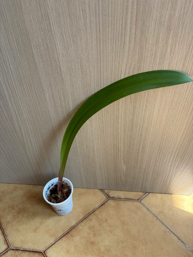 Hippeastrum stylosum 1 bulb.