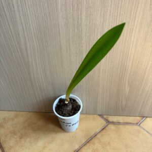 Alternative view of Hippeastrum stylosum 1 bulb.
