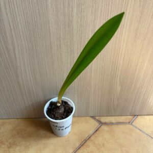 Hippeastrum stylosum 1 bulb.