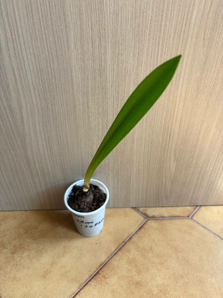 Hippeastrum stylosum 1 bulb.