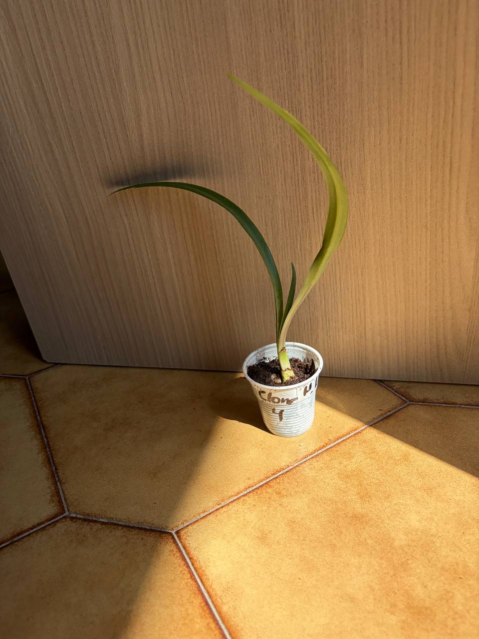 Hippeastrum lapacense 1 bulb. - Image 7