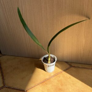 Alternative view of Hippeastrum lapacense 1 bulb.