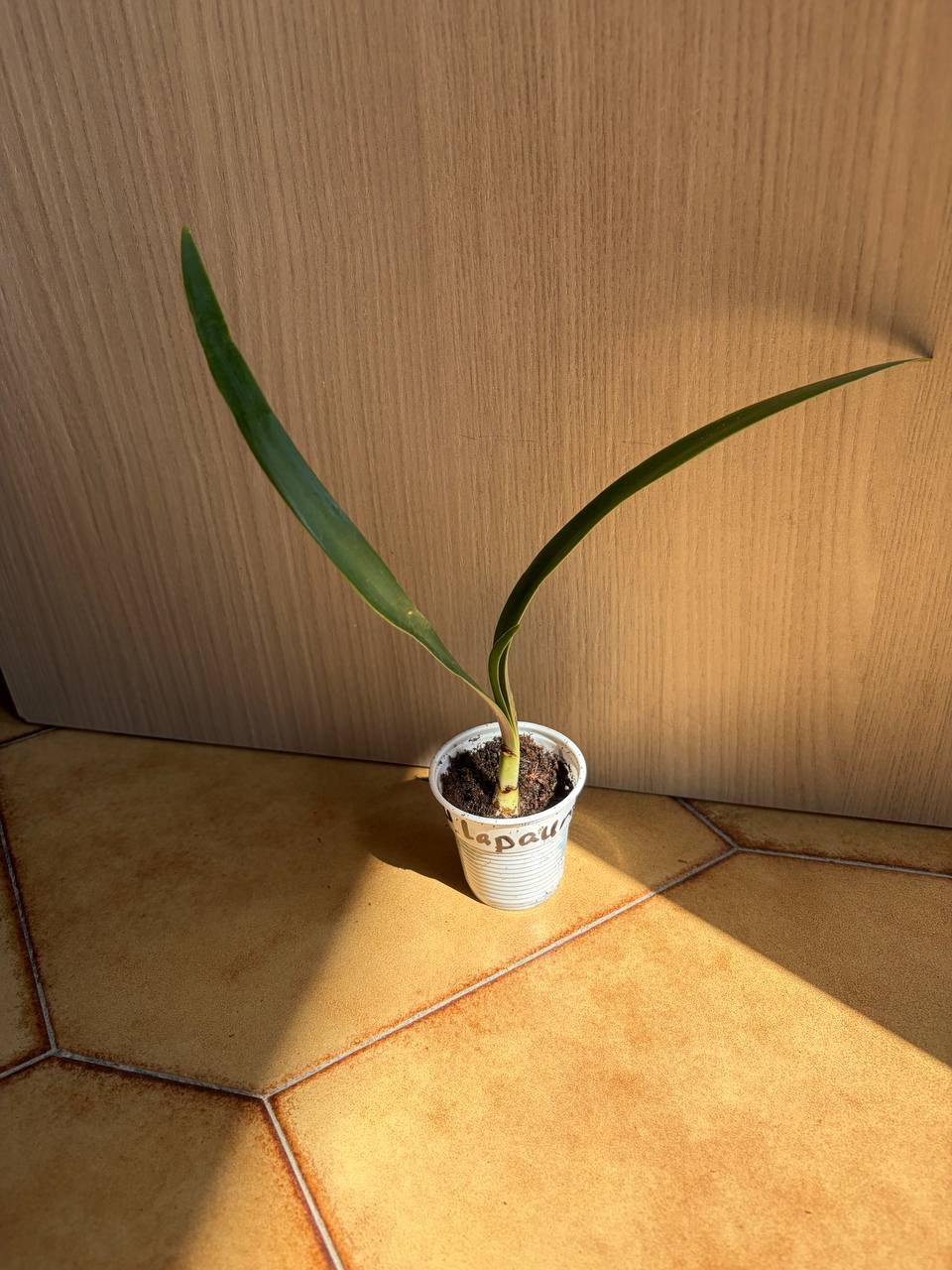 Hippeastrum lapacense 1 bulb. - Image 2