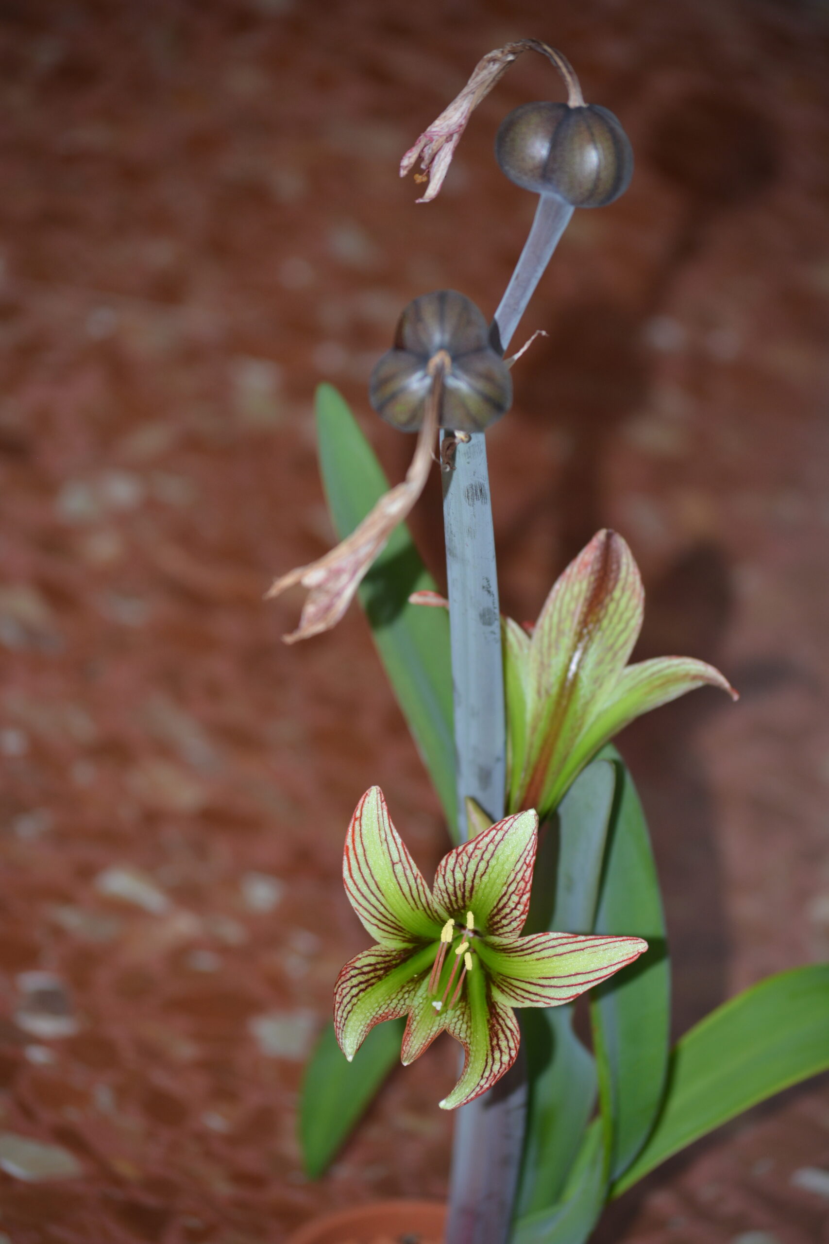 Hippeastrum hybrids MIX - 10 bulb about 2-3cm in Diameter MIX Seedlings - Image 10