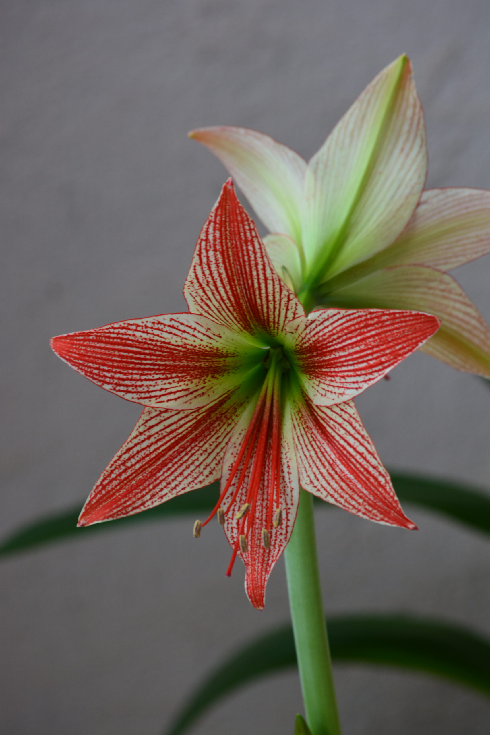 Hippeastrum lapacense 1 bulb. - Image 3