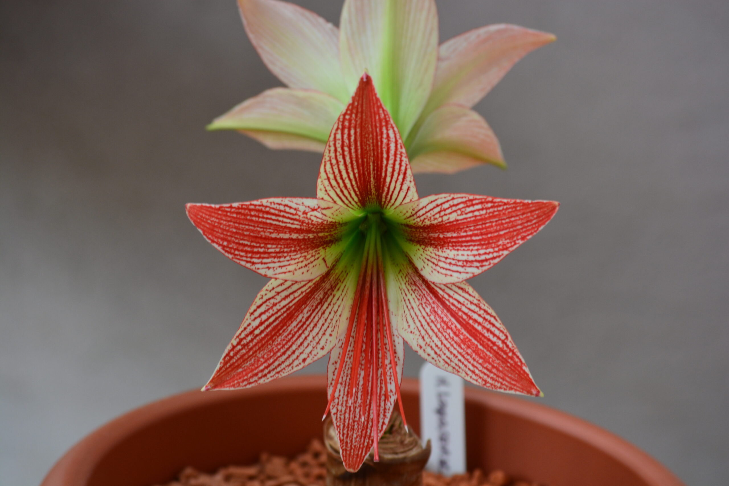 Hippeastrum lapacense 1 bulb. - Image 4