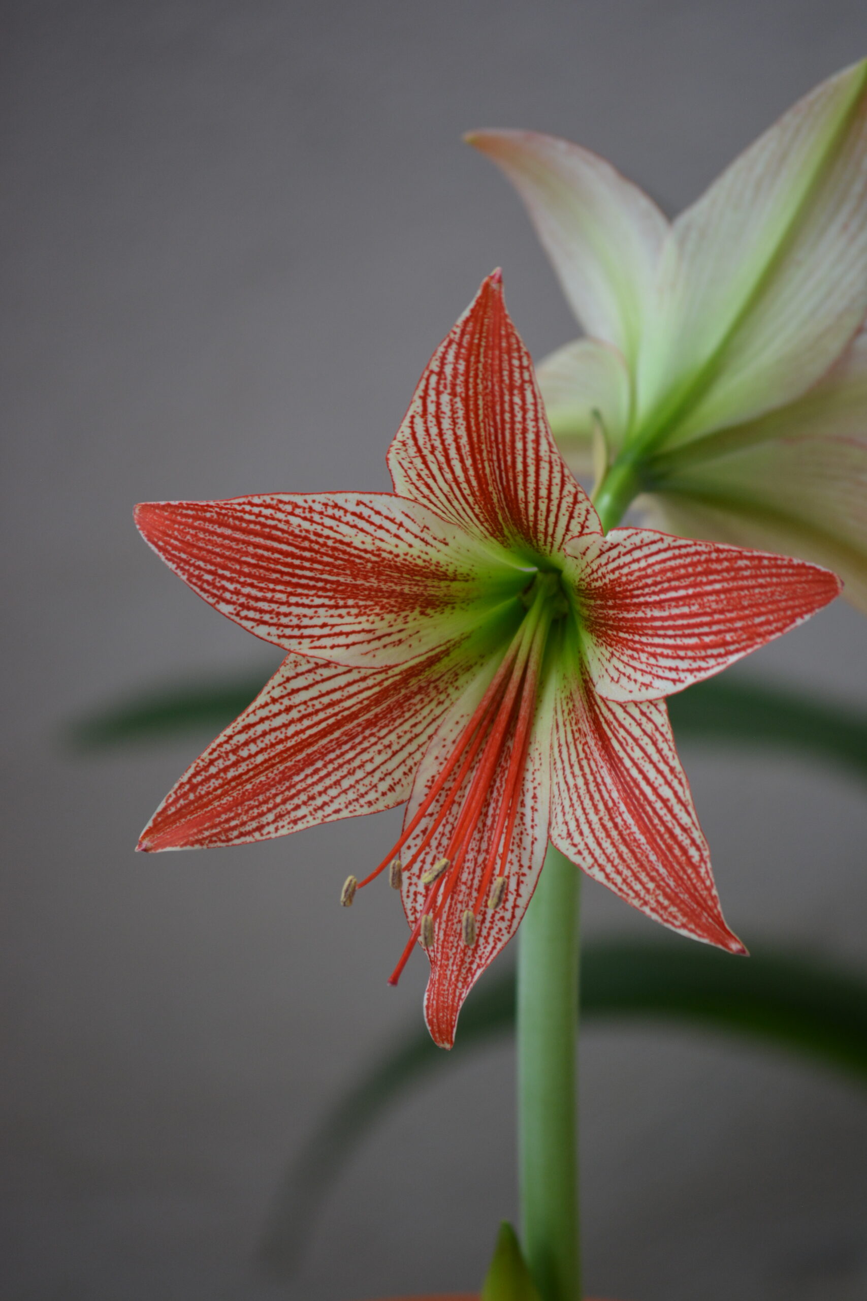 Hippeastrum lapacense 1 bulb. - Image 6