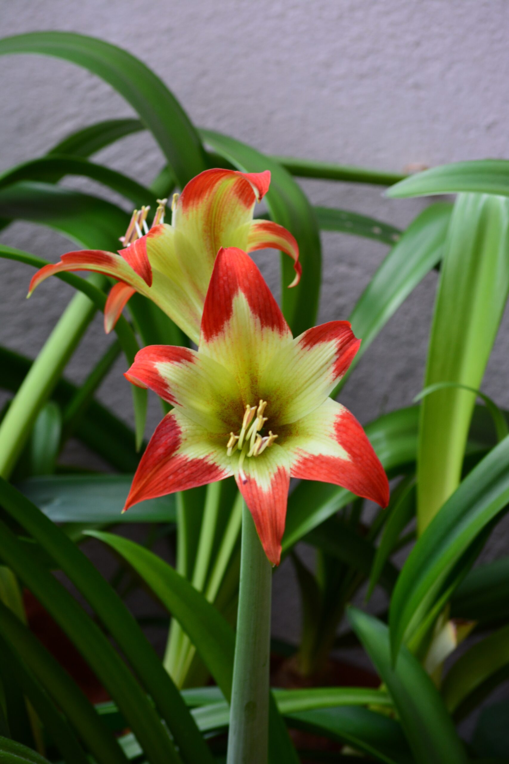 Hippeastrum hybrids MIX - 10 bulb about 2-3cm in Diameter MIX Seedlings - Image 3