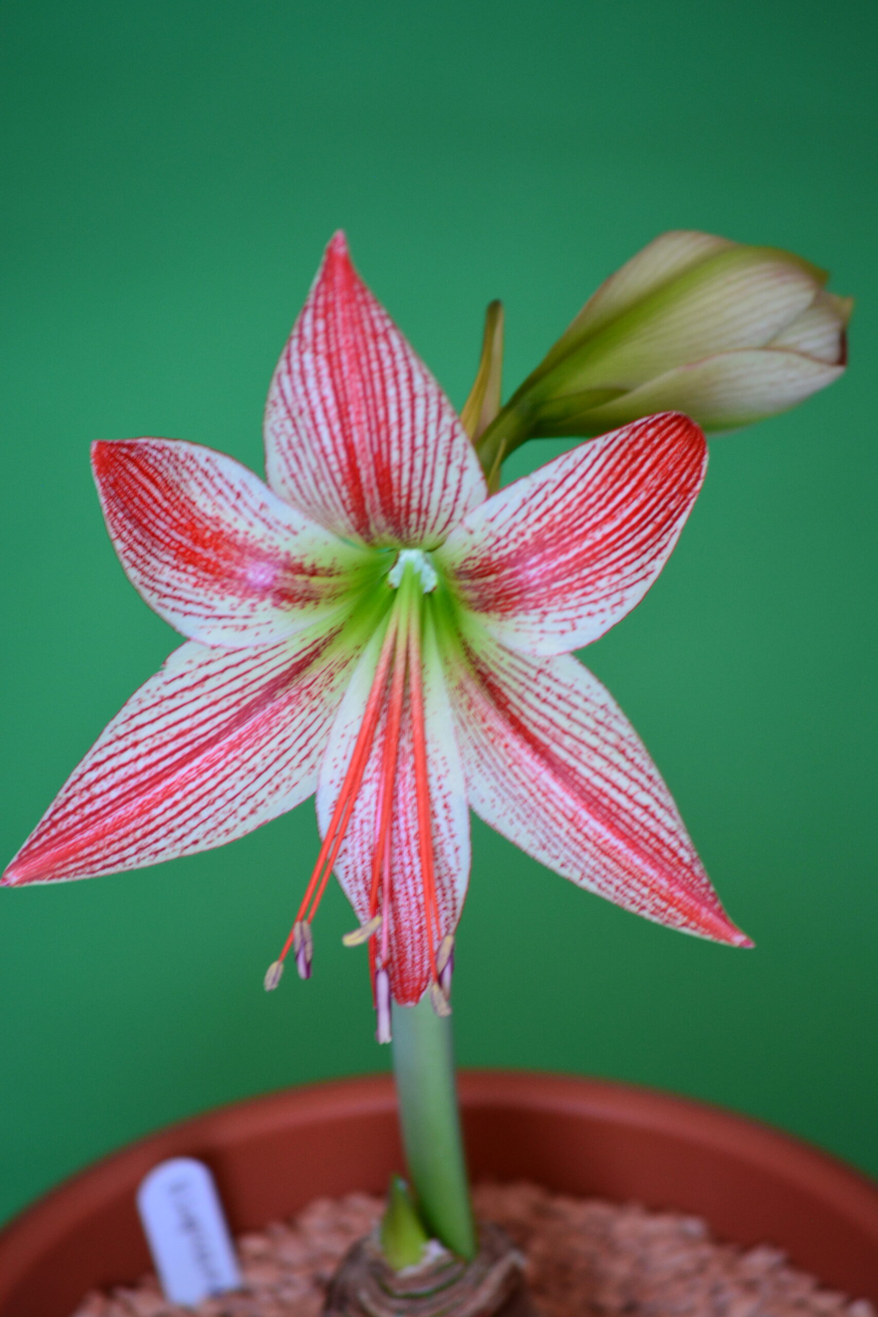 Hippeastrum hybrids MIX - 10 bulb about 2-3cm in Diameter MIX Seedlings - Image 12