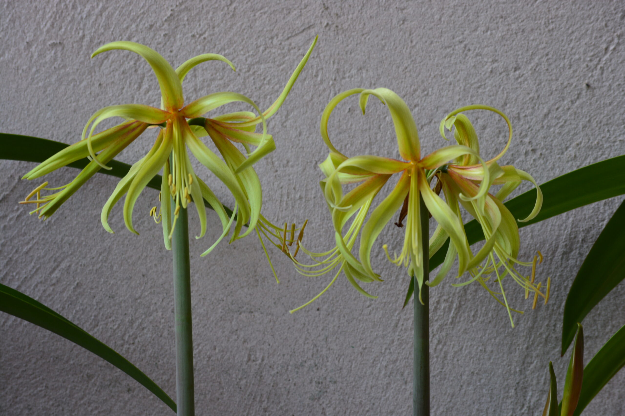 Hippeastrum hybrids MIX - 10 bulb about 2-3cm in Diameter MIX Seedlings - Image 11
