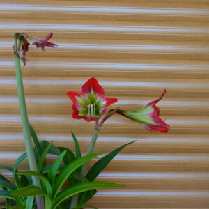 Hippeastrum Psittacinum 1 bulb.