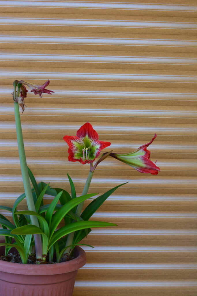 Hippeastrum Psittacinum 1 bulb.