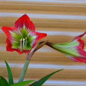 Alternative view of Hippeastrum Psittacinum 1 bulb.