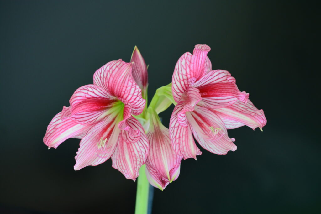 Hippeastrum APn9. X ARL Variegated 5 seeds.