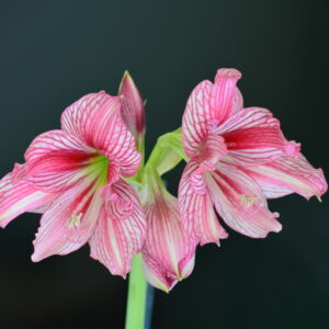 Hippeastrum APn9. X ARL Variegated 5 seeds.