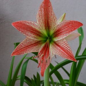 Hippeastrum lapacense 1 bulb.