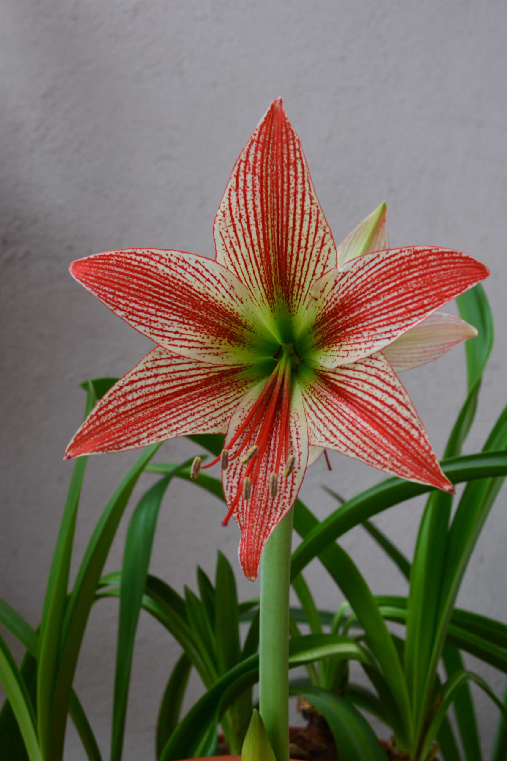Hippeastrum lapacense 1 bulb.