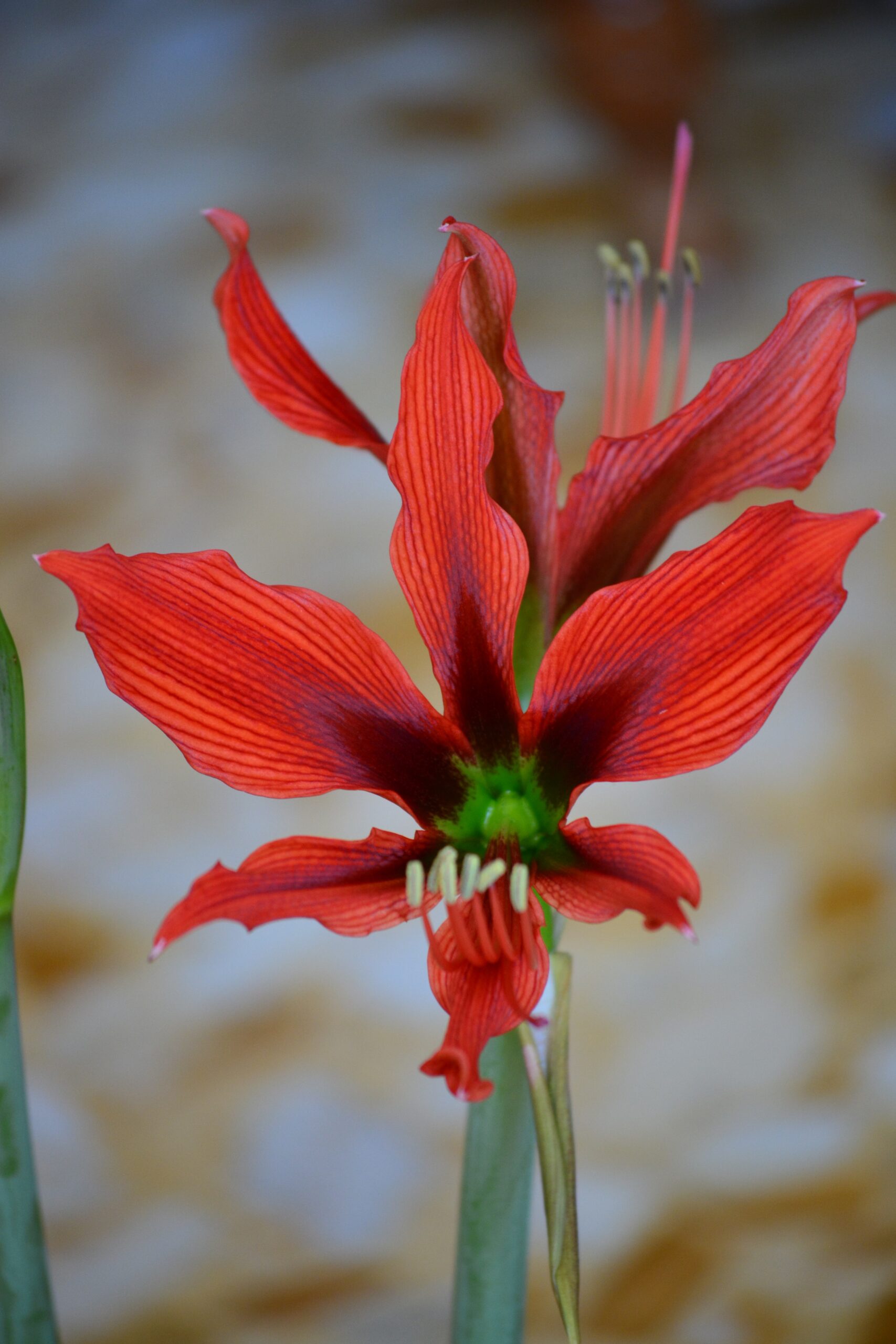 Hippeastrum hybrids MIX - 10 bulb about 2-3cm in Diameter MIX Seedlings - Image 4
