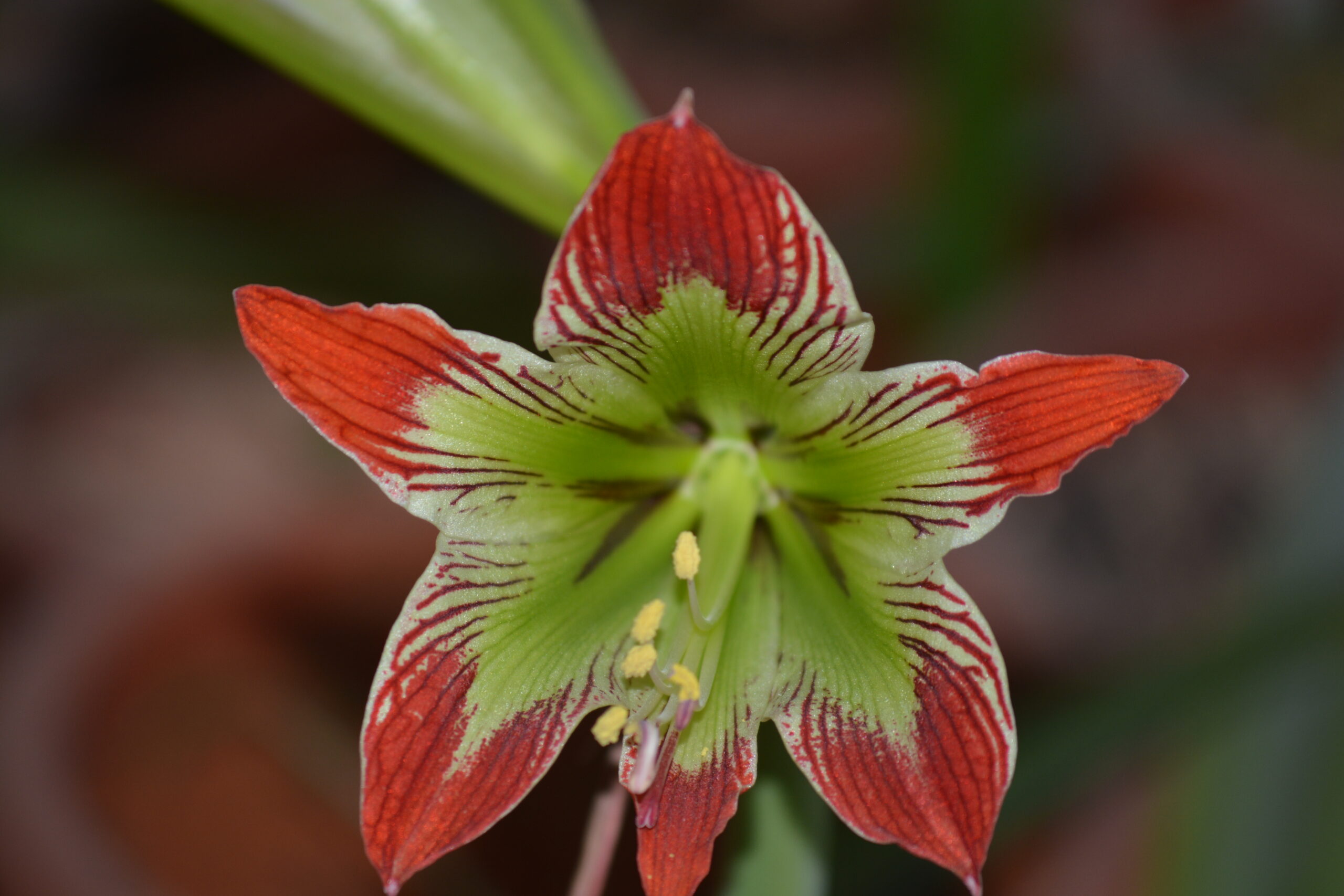 Hippeastrum hybrids MIX - 10 bulb about 2-3cm in Diameter MIX Seedlings - Image 13