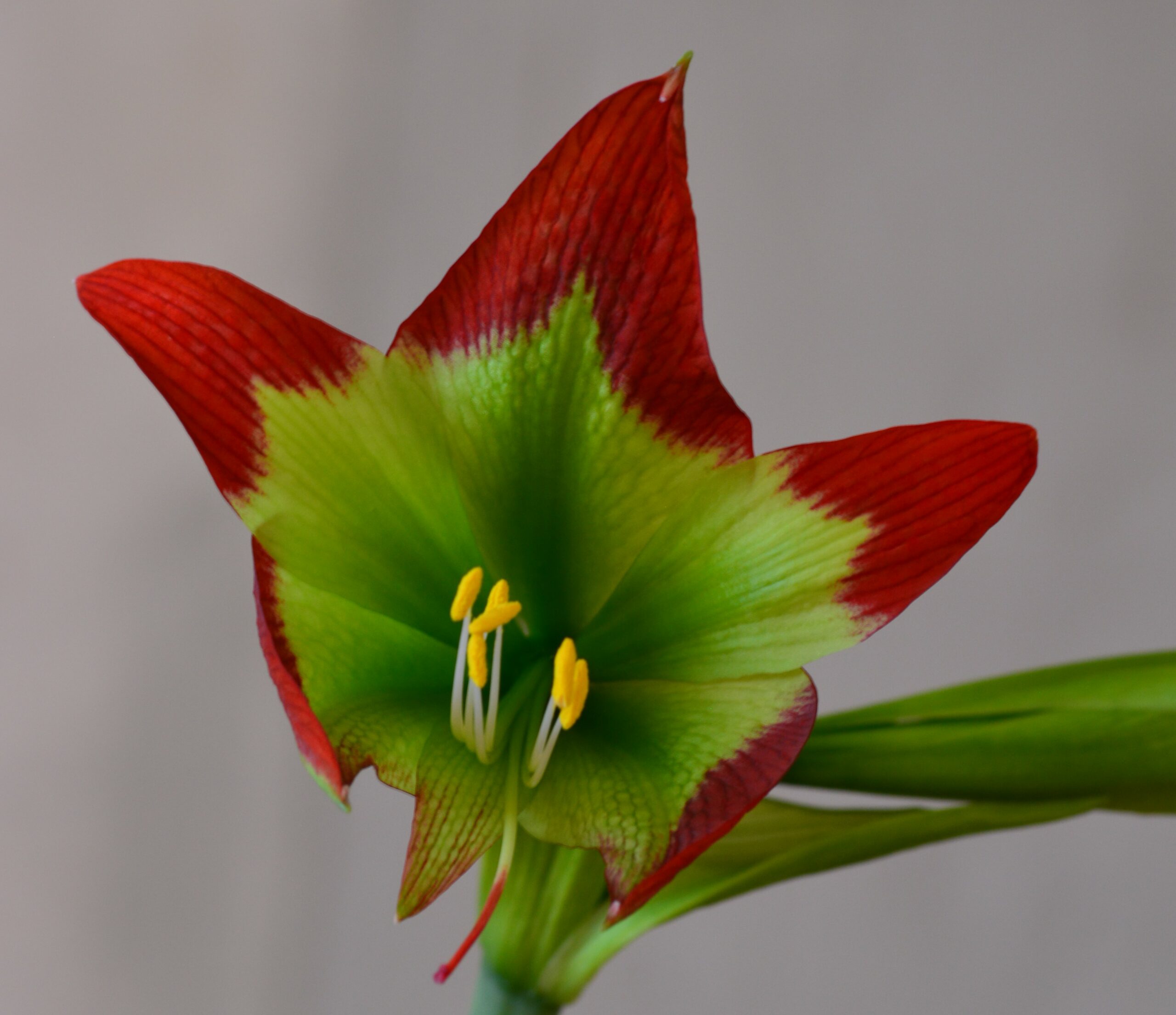 Hippeastrum hybrids MIX - 10 bulb about 2-3cm in Diameter MIX Seedlings - Image 9