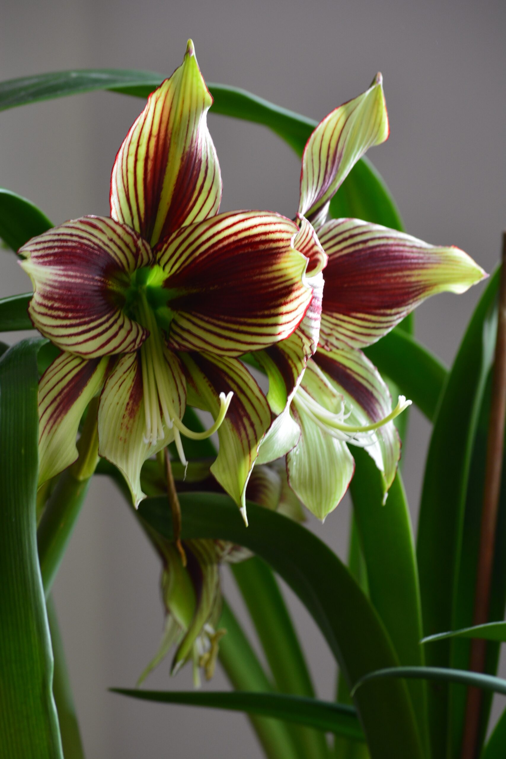 Hippeastrum hybrids MIX - 10 bulb about 2-3cm in Diameter MIX Seedlings - Image 5